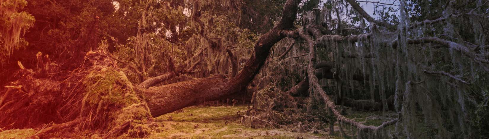 a large tree is uprooted following high winds from a storm